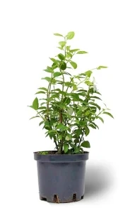 Чубушник гибридный Frosty Morn, фото