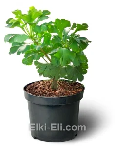 Гинкго билоба Mariken (Марикен), фото