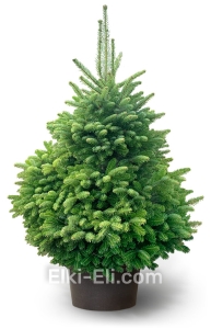 Пихта Кавказская в горшке, фото Пихта Кавказская в горшке, фото