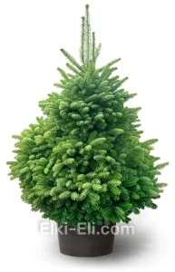 Пихта Кавказская в горшке, фото