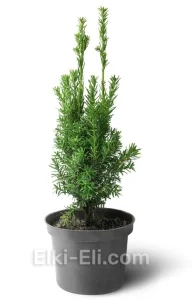 Тис средний Hicksii, фото