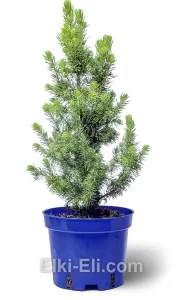Ель канадская Sun on the Sky в горшке, фото
