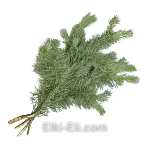 Лапник Сосны Русской, фото