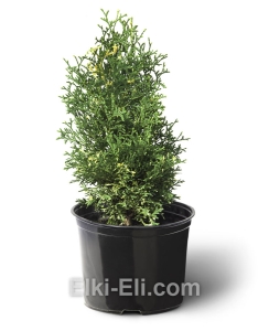 Туя западная Конфетти в горшке, фото Туя западная Конфетти в горшке, фото