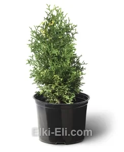 Туя западная Конфетти в горшке, фото