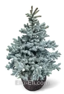 Ель колючая Костер, живое новогоднее дерево для высадки, фото
