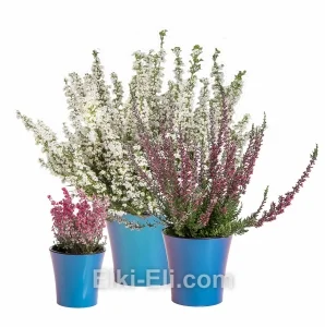 Вереск и эрика в декоративном кашпо, фото
