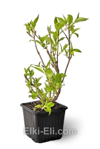 Вейгела Snowflake, фото Вейгела Snowflake, фото