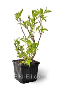 Вейгела Snowflake, фото