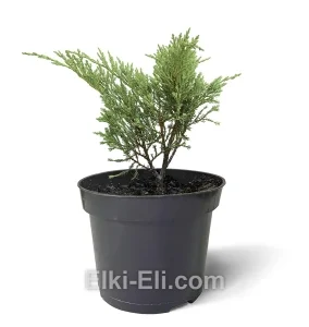 Можжевельник горизонтальный Andorra Compact в горшке, фото