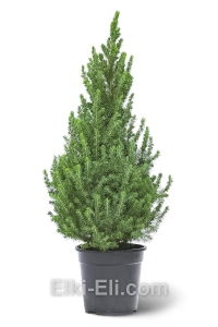 Ель Канадская Коника настольная, фото
