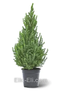 Ель Коника (Ель сизая), живое новогоднее подарочное дерево в пром емкости (горшке), фото
