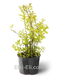 Спирея японская Golden Princess, фото