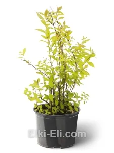 Спирея японская Golden Princess, фото