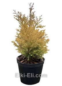 Туя Рейнхольд в Настольная, фото