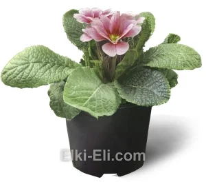 Примула розовая, фото