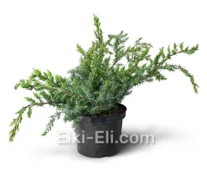 Можжевельник прибрежный Schlager в горшке, фото