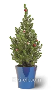 Ель Коника (Ель сизая), живое новогоднее украшенное дерево в кашпо (цвет:синий), фото
