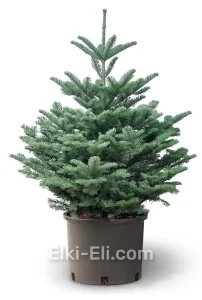 Пихта Нобилис в горшке, фото