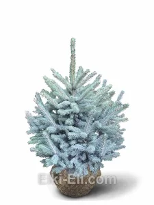 Ель колючая Блю Даймонд, живое новогоднее дерево для высадки, фото
