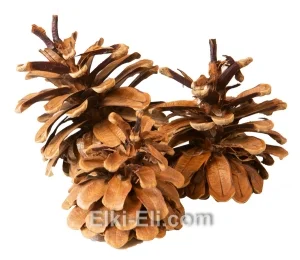 Шишка черной сосны, фото