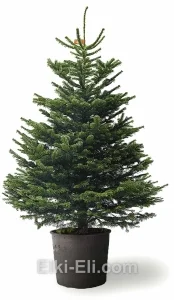 Пихта нордмана в горшке, фото