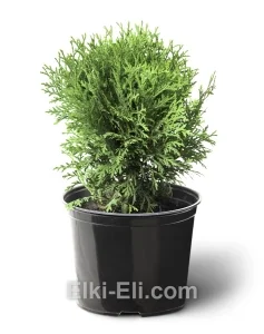 Туя западная Тини Тим в горшке, фото