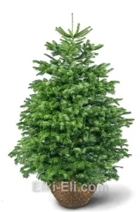 Пихта Кавказская, фото