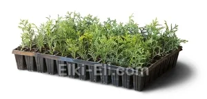 Туя западная Yellow Ribbon (мультиплата), фото