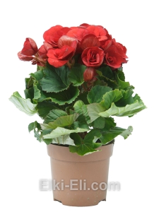 Бегония, фото Бегония, фото