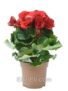 Бегония красная в пром горшке, фото