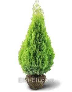 Туя западная брабант, живое новогоднее дерево для высадки, фото