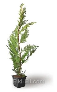 Кипарисовик Лейланда в горшке, фото