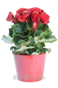 Бегония красная в керамическом кашпо, фото