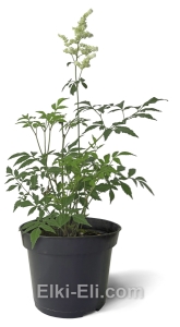 Астильба японская Вашингтон в горшке, фото Астильба японская Вашингтон в горшке, фото