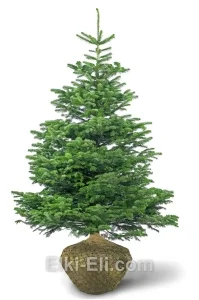 Пихта нордмана (Ель датская), живое новогоднее дерево для высадки, фото