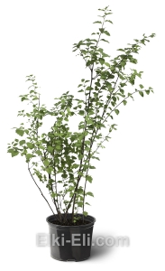 Спирея Вангутта, фото