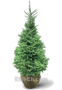 Пихта фразера, живое новогоднее дерево для высадки, фото