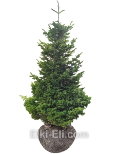 Пихта Сибирская, фото Пихта Сибирская, фото