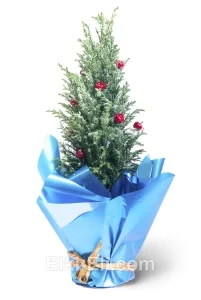 Подарочный Кипарисовик, живое новогоднее украшенное дерево в подарочной упаковке (цвет: синий), фото
