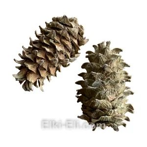 Шишка уссурийского кедра, фото