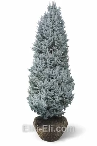 Ель колючая Изель, живое новогоднее дерево для высадки, фото
