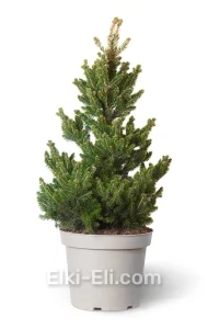 Ель норвежская Wills Zwerg в горшке, фото