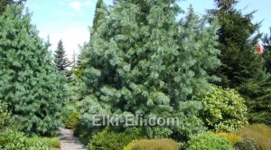 Обработка и подкормка живой изгороди, фото