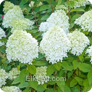 Гортензия метельчатая Tardiva, фото