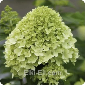 Гортензия метельчатая Limelight, фото