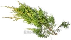 Лапник Можжевельника King of spring, фото