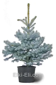 Ель блю даймонд, живое новогоднее дерево в емкости (горшке), фото