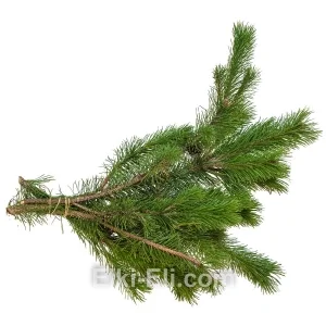 Лапник Сосны Канадской, фото