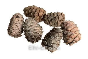 Шишка сосны кедровой, фото